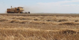 Hububat Hasadında Servet Kayb