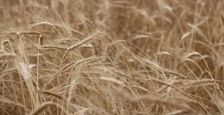 2 Bin Yıllık Ata Tohumu Buğday Verdi