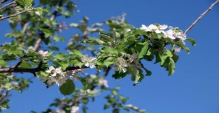 Mevsimini Şaşıran Elma Ağacı Çiçek Açtı