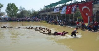 Denizlide Asırlık “Sudan Koyun Atlatma Yarışması” Başladı