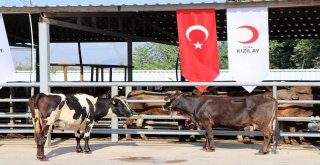 Başkan Erdoğanın Vekalet Kurbanı Sakaryada Kesildi