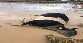 Selde Telef Olan Hayvanlar Sular Çekilince Ortaya Çıktı