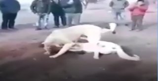 Köpekleri Dövüştürdüler, Çocuklara İzlettirdiler