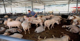 Karşıyaka Kurban Bayramına Hazır