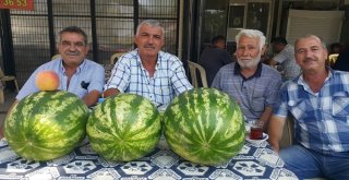 Ödemiş Karpuzunun Fiyatları Düşük, Üreticinin Morali Bozuk