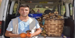 Sinopun Ormanlarından Fesleğen Mantarı Fışkırıyor