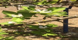 Sıcak Havaya Aldanan Elma Ağaçları Çiçek Açtı