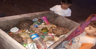 Çöpe Konteynerine Atılan 3 Kaplumbağa Kurtarıldı