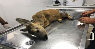 Yaralanan Yavru Karaca Tedavi Altına Alındı