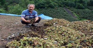 Orduda Sağanak Zarara Yol Açtı