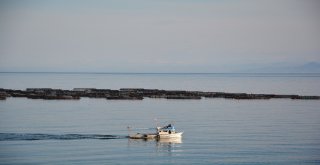 Orduda Kafeslerden Balık Fışkırdı
