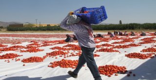 Mevsimlik Tarım İşçilerinin Zorlu Mesaisi