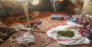 Hayvan Ağılında Kenevir Yetiştirdiler