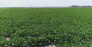 Pancar Üretimini 4 Katına Çıkardılar