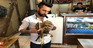 Karsta Vatandaşların Bulduğu Yaralı Kızıl Şahin Tedavi Edilecek