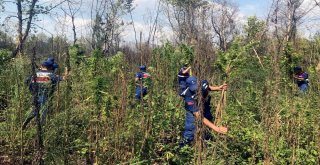 Menteşede Jandarmadan Kenevir Operasyonu