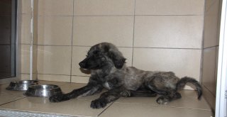 Vicdansız Sürücünün Çarpıp Bıraktığı Köpek Tedavi Ediliyor