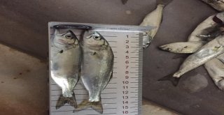 Orduda Yasak Boydaki Balık Satışlarına Geçit Yok