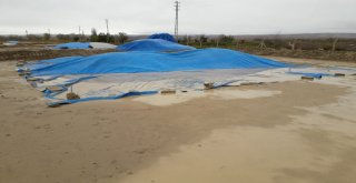 Çankırıda Sağanak 4 Bin Ton Çeltiğe Zarar Verdi