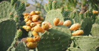 Dikenli İncir Avrupa Yolunda