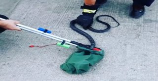 Hastane Bahçesinde Kara Yılan Yakalandı