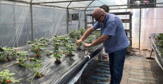 5 Malzemeyi Bir Araya Getirdi Ürün Yetiştirdi