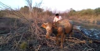 Baraj Kapakları Bu Kez İnekleri Mahsur Bıraktı