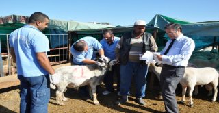 Yüreğirde Kurban Kesim Ve Satış Yerleri Belirlendi