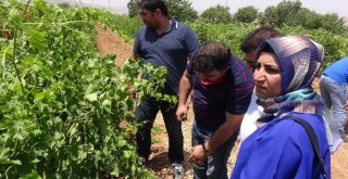 Gercüşte Çiftçilere Eğitim