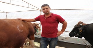 Besiciler Satışlardan Memnun, Yem Fiyatlarından Şikayetçi