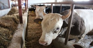 Doğan: “Kimse Kurbanlık Bulamayacağım Diye Telaş Yapmasın”