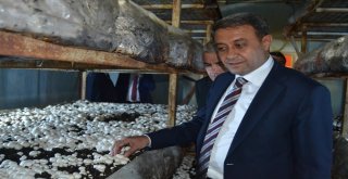 Vali Şıldak: “Altınyaylada Günde 20 Tom Mantar Yetiştiriliyor”