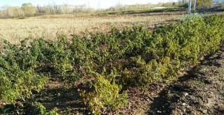 Erken Yağan Kırağı Sebzeyi Vurdu