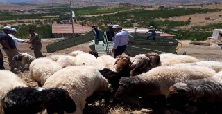 Yeşilyurtta Mobil Koyun Yıkama Ve İlaçlama