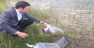 Dadayda Göletlere 40 Bin Sazan Yavrusu Atıldı