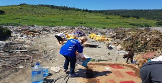 Hayvan Dostu Kadın Köpekleri Besliyor