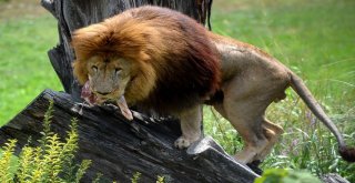 Aslan Ve Kaplanlara Nefes Kesen Beslenme Testi