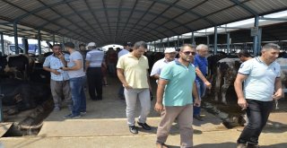 Denizlide Kurbanlık Hayvan Alışverişleri Hızlandı