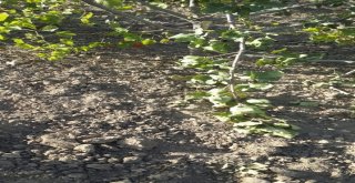 Siirtte Yaban Domuzları Çiftçileri Mağdur Etti