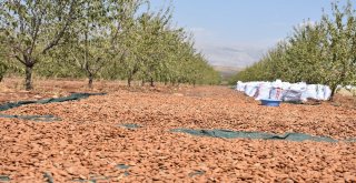 Adıyamanda Badem Üreticileri Hasattan Memnun