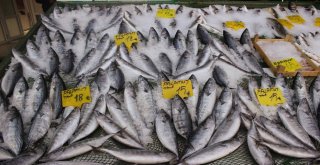 Palamutların Tanesi Yaklaşık 1 Kilo Çekiyor