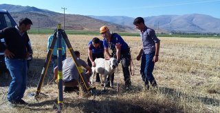 Afad, Su Kuyusuna Düşen Koyunu Kurtardı