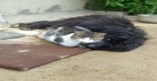 Kedi İle Köpeğin Kıskandıran Dostluğu