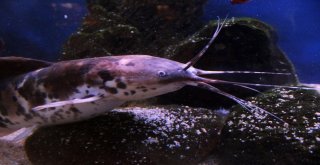 (Özel) Vanda ‘Akvaryum Müzesi Kuruldu