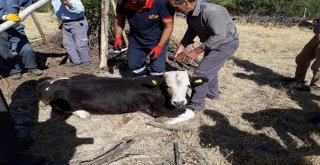 Kuyuya Düşen İneği İtfaiye Kurtardı