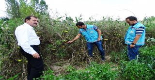 Hisarcıkta Domatesi Fungal Hastalığı Vurdu