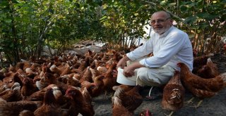 7 Yıl Önce 60 Tavukla Başladı, Şimdi Parmakla Gösteriliyor