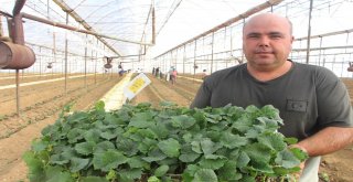 Dolara Tepki Olarak Fide Ekimini 1 Ay Öne Aldılar