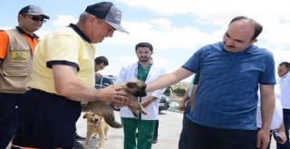 Konyada Başıboş Köpekler Ücret Ödenerek Sahiplendiriliyor
