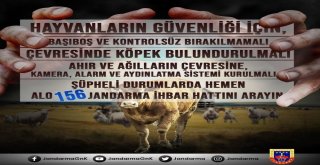 Jandarmadan Hayvan Hırsızlığına Karşı Uyarı